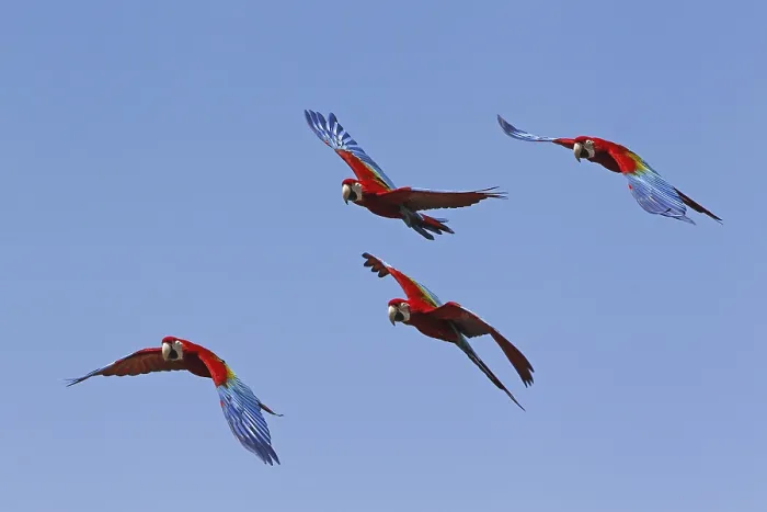 Framed Print : Red-and-Green Macaw (ara chloroptera) Framed Print : Red-and-Green Macaw (ara chloroptera)