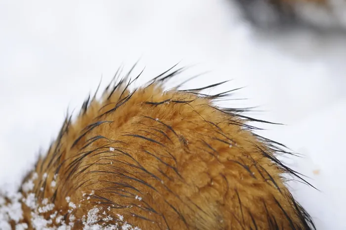 Framed Print : Red animal hair under snowflakes and water droplets in a wintry landscape