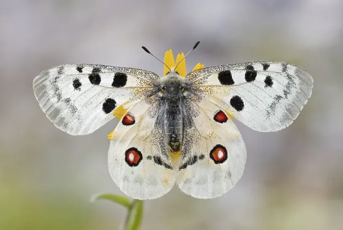 Framed Print : Red Apollo (parnassius apollo) with wings spread on flower Framed Print : Red Apollo (parnassius apollo) with wings spread on flower