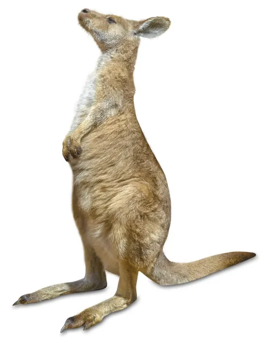 Framed Print : Red australian kangaroo, Macropus rufus Framed Print : Red australian kangaroo, Macropus rufus