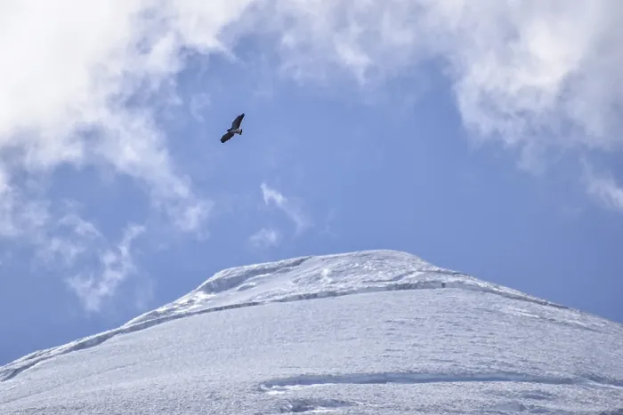 Framed Print : Red-backed Hawk (Geranoaetus polyosoma) in flight in front of the glacier at the summit of Lanin Volcano Framed Print : Red-backed Hawk (Geranoaetus polyosoma) in flight in front of the glacier at the summit of Lanin Volcano