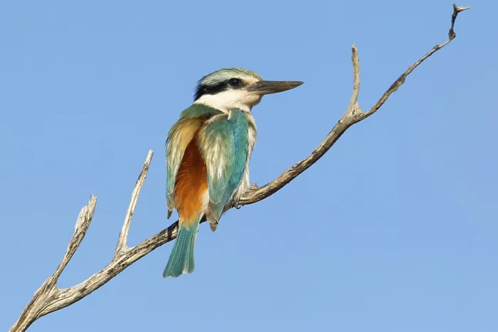 Framed Print : Red-backed Kingfisher (Todiramphus pyrrhopygius)