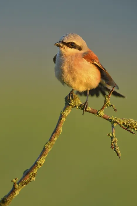 Framed Print : Red-backed Shrike (Lanius collurio)