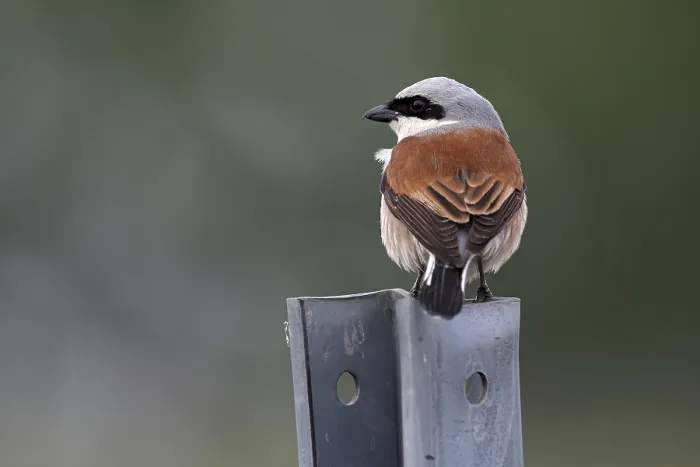 Framed Print : Red-backed Shrike, Lanius collurio