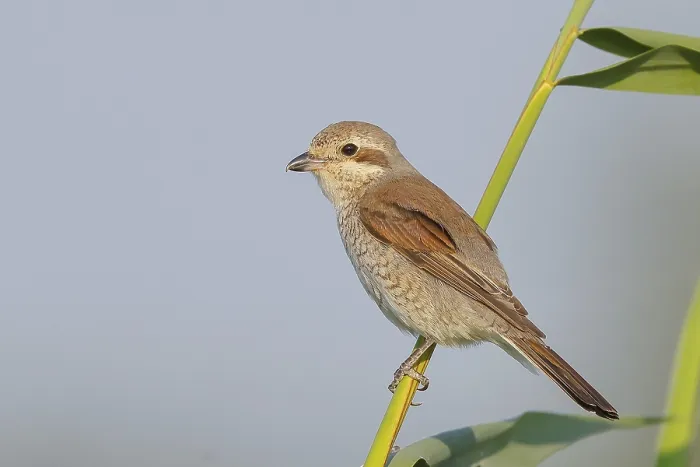 Framed Print : Red-backed shrike (Lanius collurio)