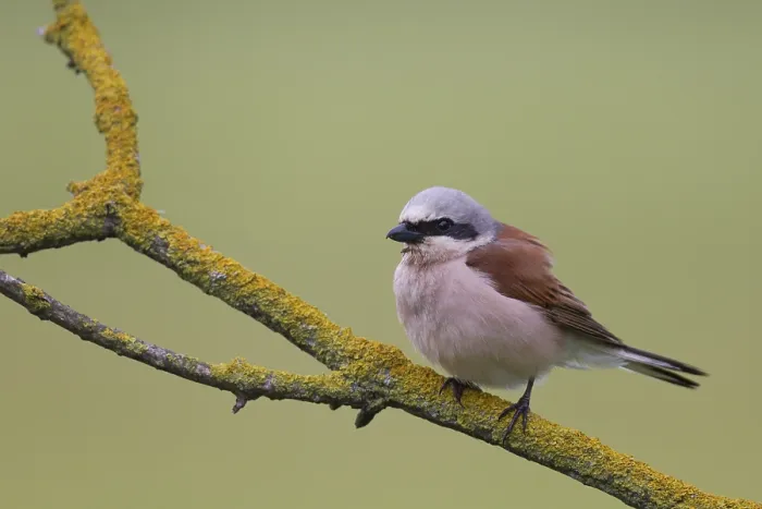 Framed Print : Red-backed shrike (Lanius collurio)