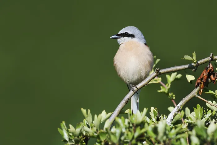Framed Print : Red-backed shrike (Lanius collurio)