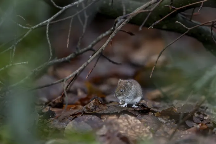 Framed Print : Red-backed vole (Myodes glareolus) searches for food among the foliage Framed Print : Red-backed vole (Myodes glareolus) searches for food among the foliage