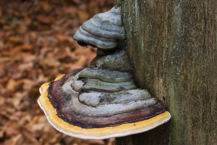 Framed Print : Red Banded Polypore (Fomitopsis pinicola) Framed Print : Red Banded Polypore (Fomitopsis pinicola)