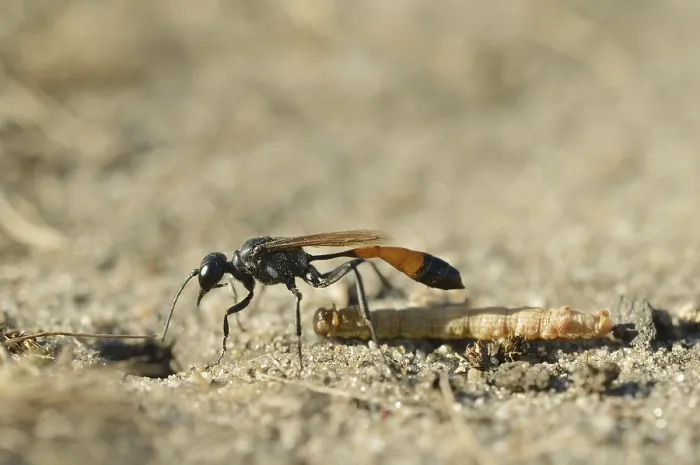 Framed Print : Red-banded sand wasp (Ammophila sabulosa) with captured caterpillar