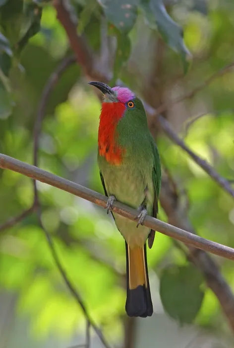 Framed Print : Red-bearded Bee-eater (Nyctyornis amictus)