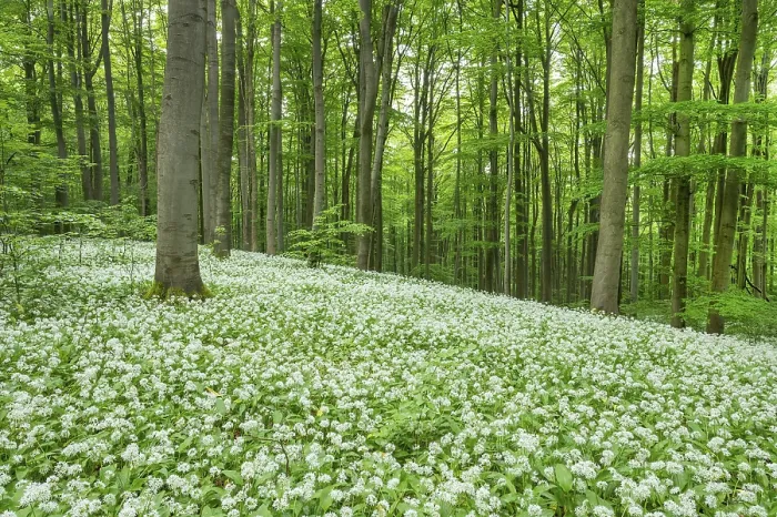 Framed Print : Red beech (Fagus sylvatica) forest with flowering ramsons (Allium ursinum)