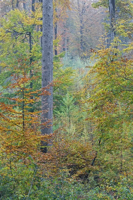 Framed Print : Red beech forest in autumn, Common Beech forest in fall Framed Print : Red beech forest in autumn, Common Beech forest in fall