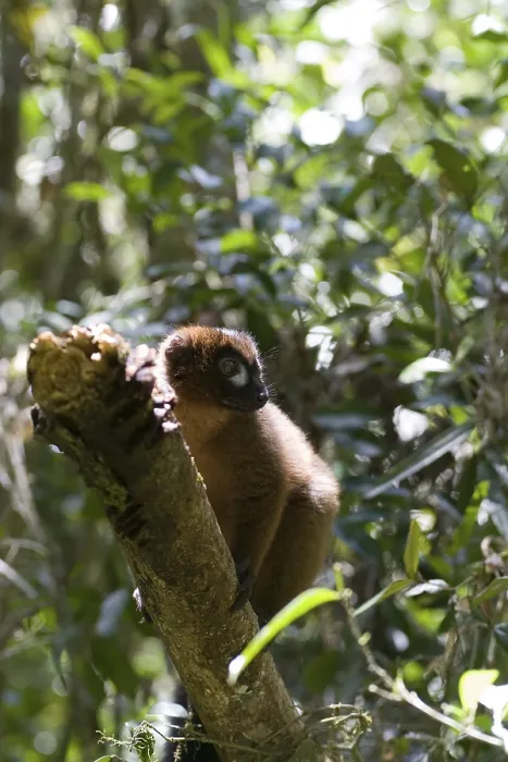 Framed Print : Red-bellied Lemur (Eulemur rubriventer) Framed Print : Red-bellied Lemur (Eulemur rubriventer)