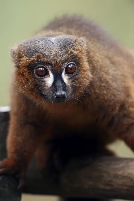 Framed Print : Red-bellied lemur (Eulemur rubriventer)