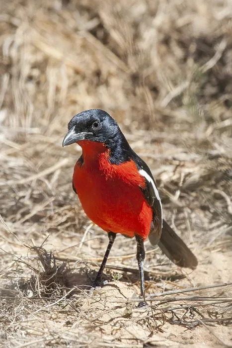 Framed Print : Red-bellied shrike, bush shrike