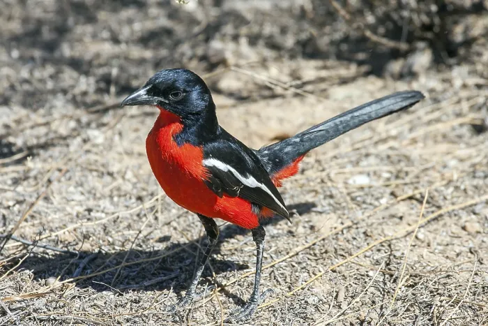 Framed Print : Red-bellied shrike, bush shrike