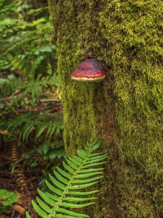 Framed Print : A Red-belted Conk (Fomitopsis mounceae) growing on a moss-covered tree trunk Framed Print : A Red-belted Conk (Fomitopsis mounceae) growing on a moss-covered tree trunk
