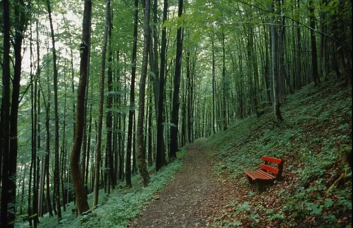 Framed Print : Red bench next to a forest path in a summer green beech forest Framed Print : Red bench next to a forest path in a summer green beech forest