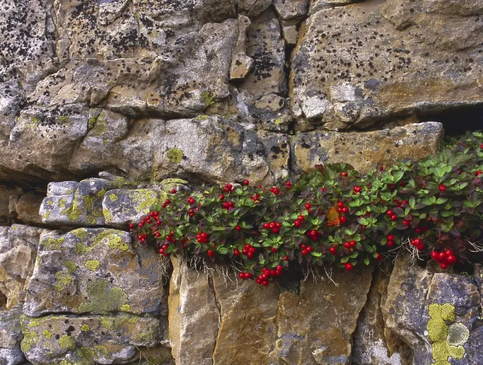 Framed Print : Red berries from dogwood ( Cornus suecica) on rock face