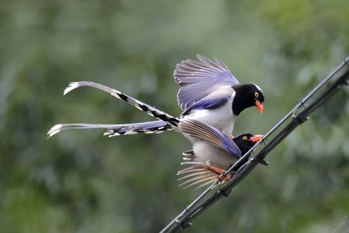 Framed Print : Red-billed Blue Magpie (Urocissa erythrorhyncha) adult pair