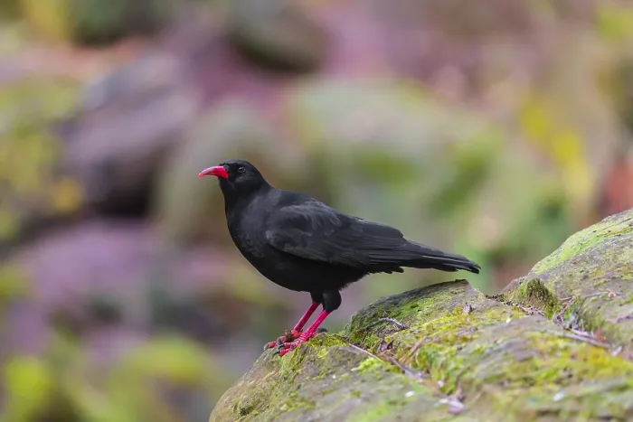 Framed Print : A Red-billed chough, Pyrrhocorax pyrrhocorax stands on a rock looking for food Framed Print : A Red-billed chough, Pyrrhocorax pyrrhocorax stands on a rock looking for food