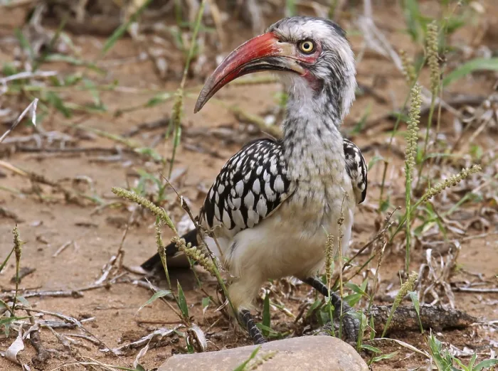 Framed Print : Red-billed Hornbill, southern red-billed hornbill (Tockus erythrorhynchus) Framed Print : Red-billed Hornbill, southern red-billed hornbill (Tockus erythrorhynchus)