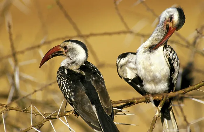 Framed Print : Red Billed Hornbill (tockus erythrorhynchus)