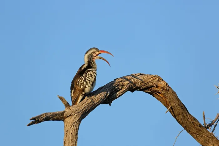 Framed Print : Red-billed hornbill (Tockus erythrorhynchus) Framed Print : Red-billed hornbill (Tockus erythrorhynchus)