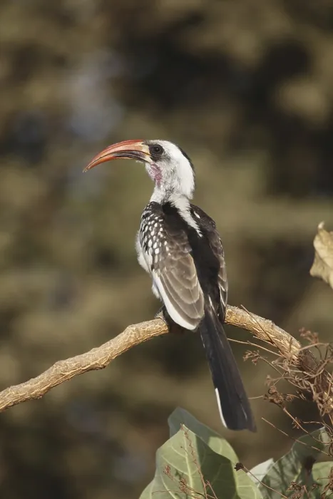 Framed Print : Red-billed Hornbill (Tockus erythrorhynchus)