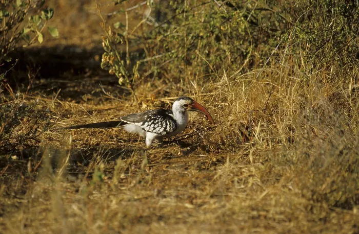 Framed Print : Red-billed Hornbill (Tockus erythrorhynchus) Framed Print : Red-billed Hornbill (Tockus erythrorhynchus)