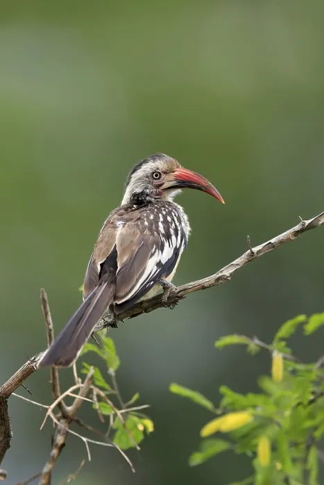 Framed Print : Red-billed hornbill (Tockus erythrorhynchus) Framed Print : Red-billed hornbill (Tockus erythrorhynchus)