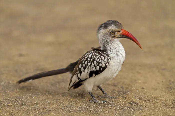 Framed Print : Red-billed Hornbill, Tockus erythrorhynchus Framed Print : Red-billed Hornbill, Tockus erythrorhynchus