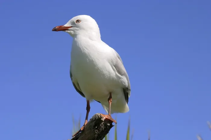 Framed Print : Red billed Seagull North Island New Zealand Framed Print : Red billed Seagull North Island New Zealand
