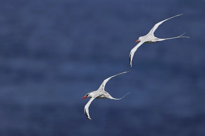 Framed Print : Red-billed Tropicbird (Phaethon aethereus) two adults