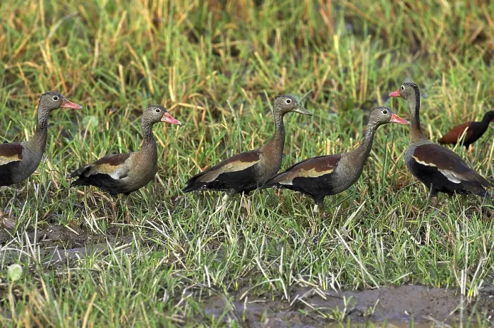 Framed Print : Red-Billed Whistling Duck, dendrocygna automnalis