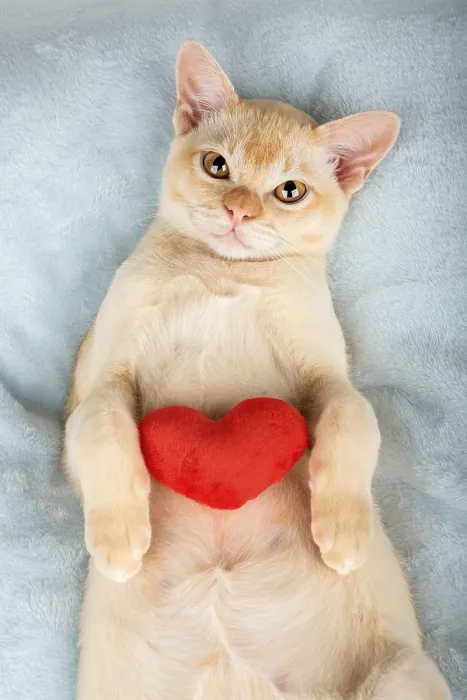 Framed Print : Red Birman kitten with a red plush heart Framed Print : Red Birman kitten with a red plush heart