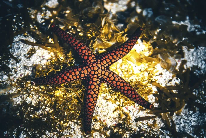 Framed Print : Red, Black starfish in water, Mauritius Framed Print : Red, Black starfish in water, Mauritius