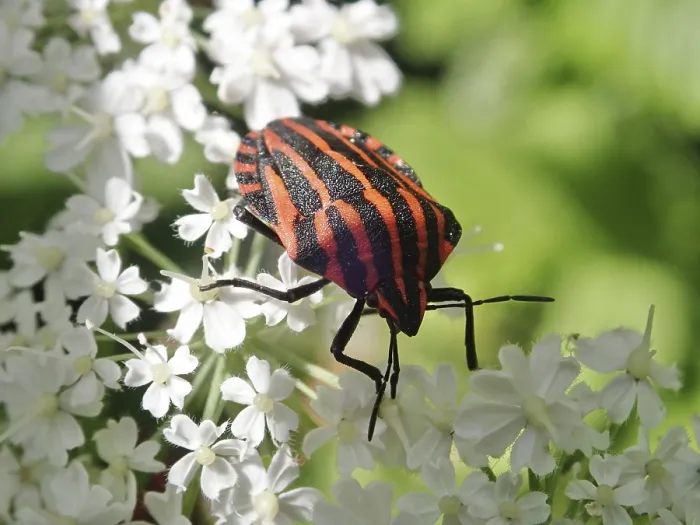 Framed Print : Red and black striped beetle, striped bug (Graphosoma italicum) Framed Print : Red and black striped beetle, striped bug (Graphosoma italicum)