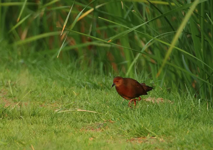 Framed Print : Red-breasted Crake (Porzana fusca)