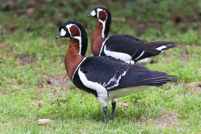 Framed Print : Red-breasted Geese (Branta ruficollis)