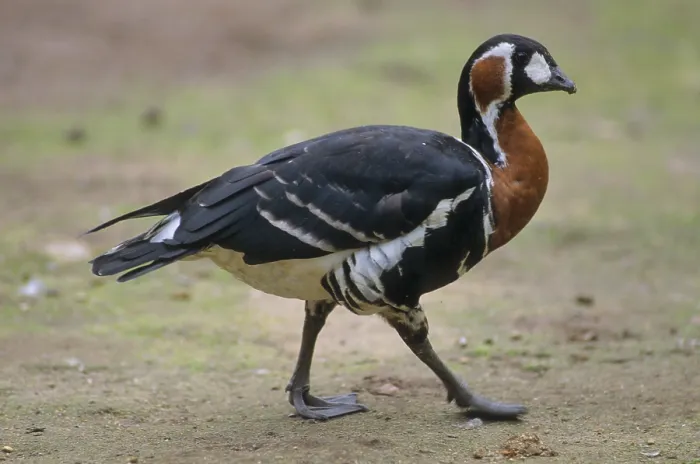 Framed Print : Red-breasted goose (Branta ruficollis)