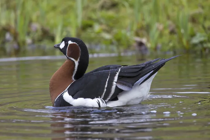 Framed Print : Red-breasted goose (Branta ruficollis) swimming in lake
