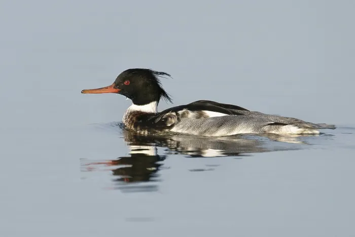 Framed Print : Red-breasted Merganser (Mergus serrator) male