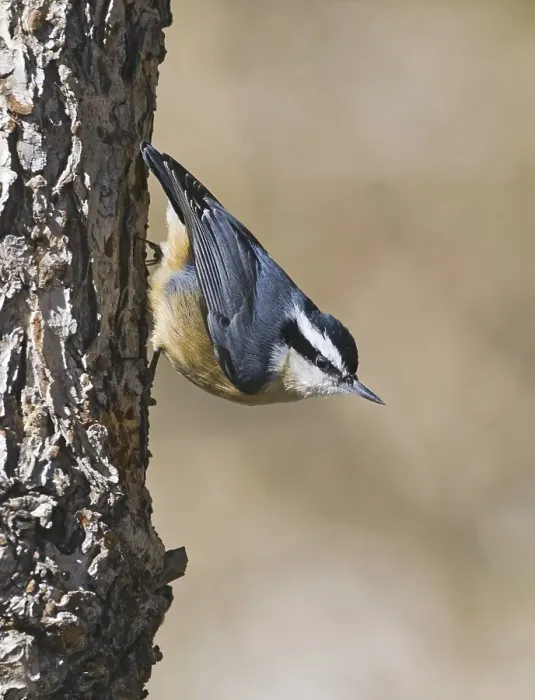 Framed Print : Red-breasted Nuthatch (Sitta canadensis)