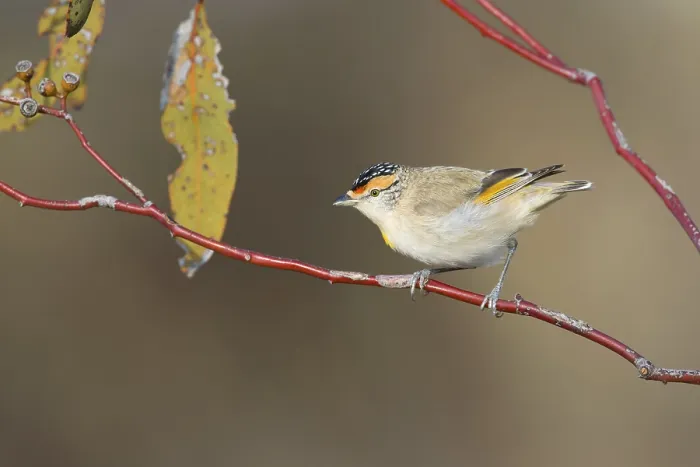 Framed Print : Red-browed Pardalote (Pardalotus rubricatus) Framed Print : Red-browed Pardalote (Pardalotus rubricatus)