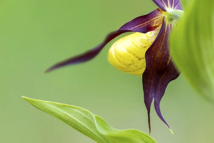 Framed Print : Red-brown lady's slipper (Cypripedium calceolus) Framed Print : Red-brown lady's slipper (Cypripedium calceolus)