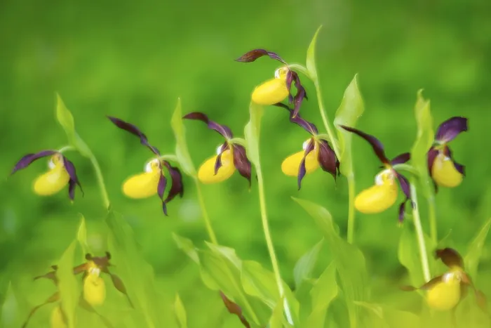 Framed Print : Red-brown lady's slipper (Cypripedium calceolus)