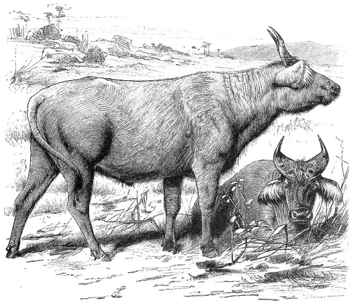 Framed Print : Red buffalo, Bos pumilus, Historic