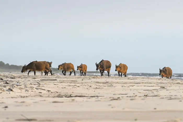 Framed Print : Red buffalo or forest buffalo (Syncerus nanus) on the beach Framed Print : Red buffalo or forest buffalo (Syncerus nanus) on the beach